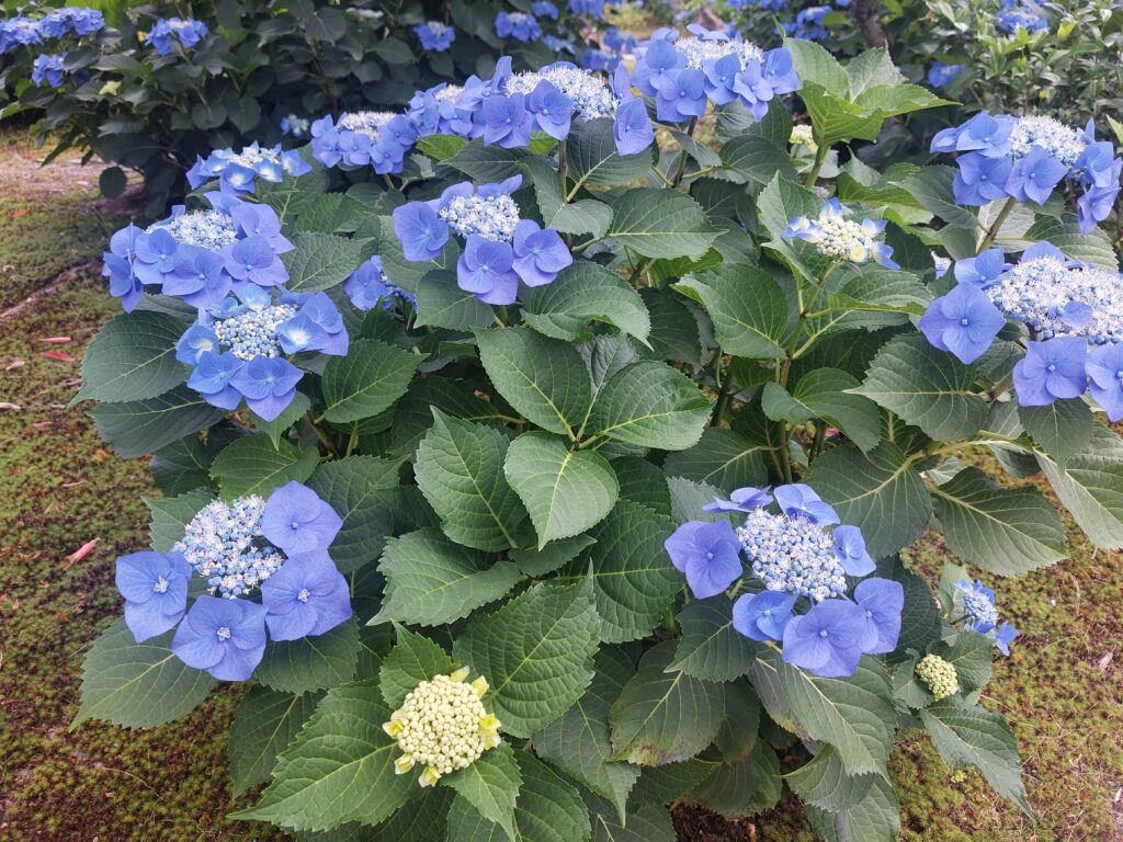 京都　観修寺のあじさい