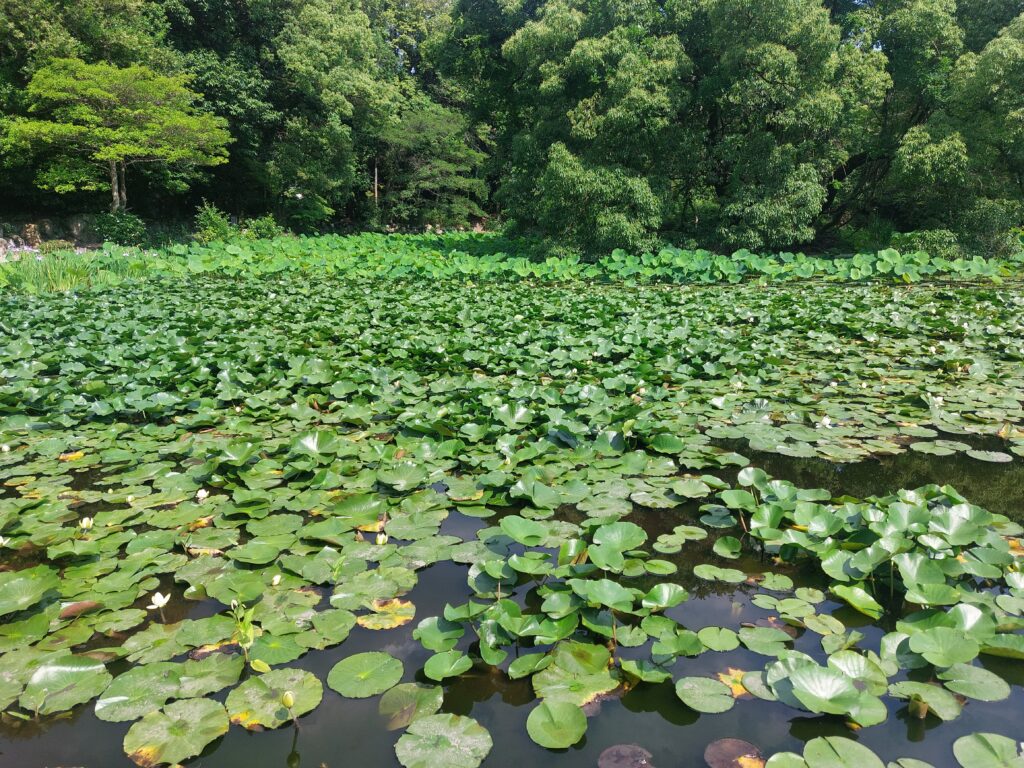 京都　観修寺の池のスイレン
