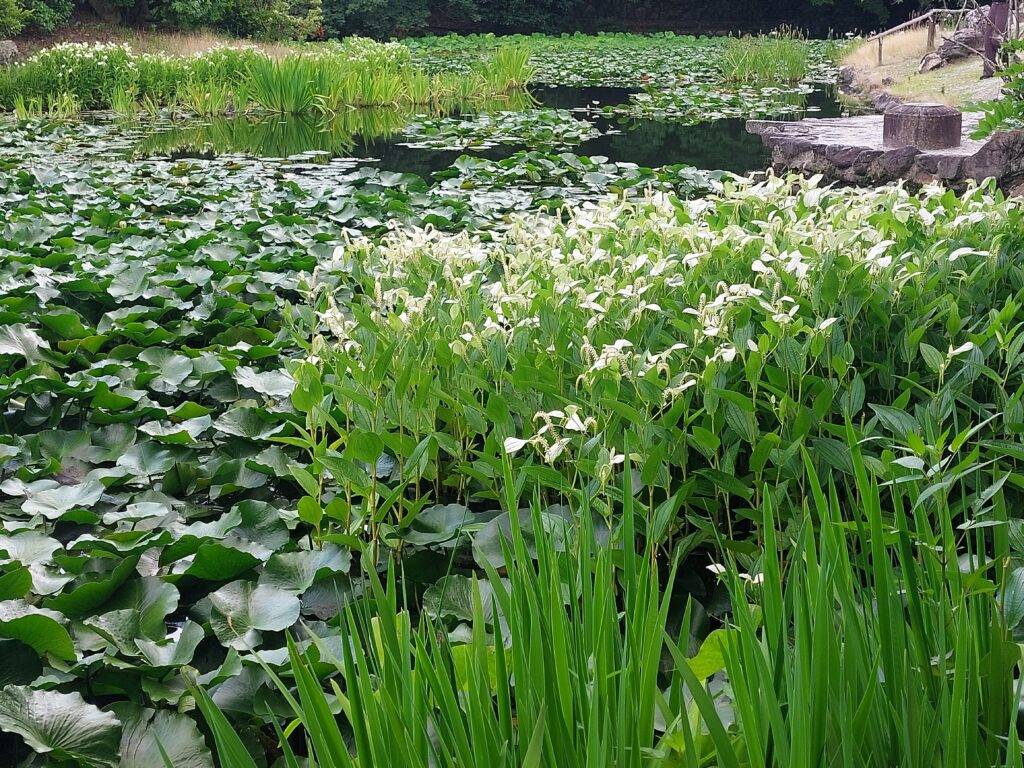 京都　観修寺の池の畔の半夏生